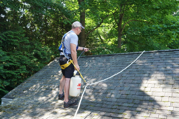 Moss Removal