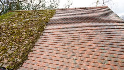 Moss Removal