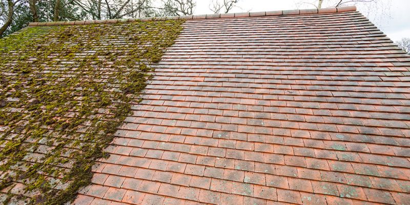 Moss Removal